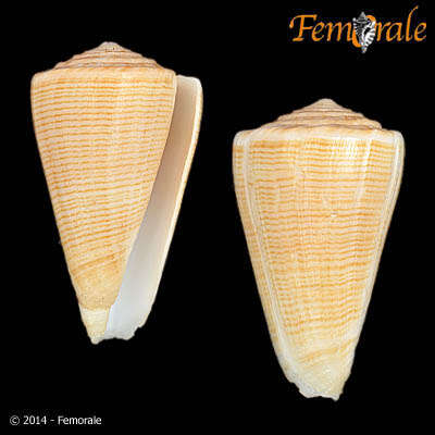 Image of cone snails