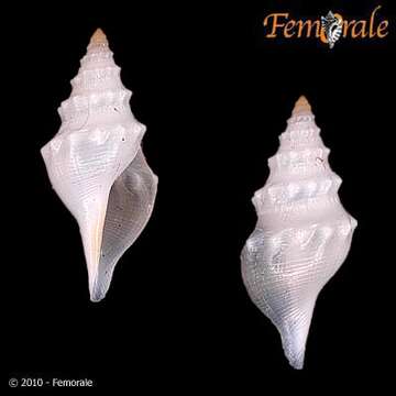 Image of Pseudomelatomidae J. P. E. Morrison 1966