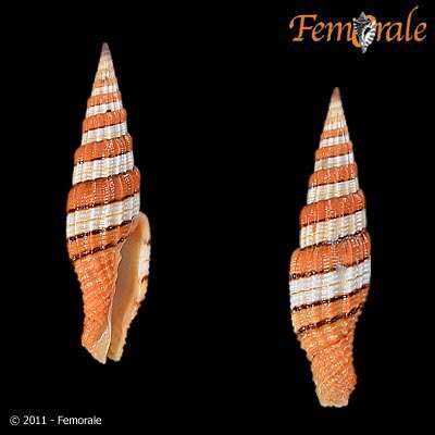 Image of Turbinelloidea Rafinesque 1815