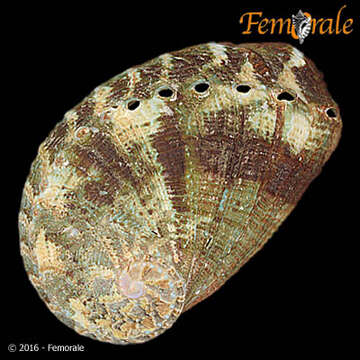 Image of Haliotoidea Rafinesque 1815