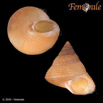 Image of Calliostomatidae Thiele 1924