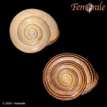 Image of Banded snails