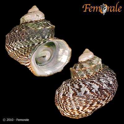 Image of turban snail