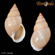 Image of Bulimulidae