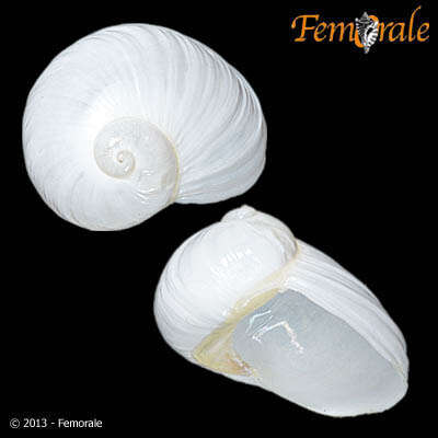 Image of velutinid sea snails