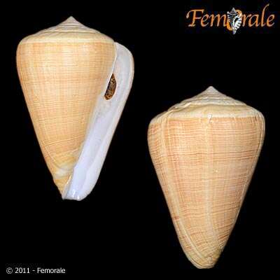 Image of cone snails