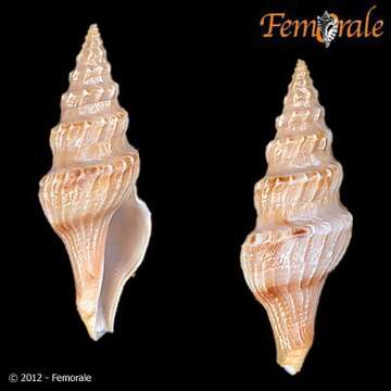 Image of Fusiturridae Abdelkrim, Aznar-Cormano, Fedosov, Kantor, Lozouet, Phuong, Zaharias & Puillandre 2018