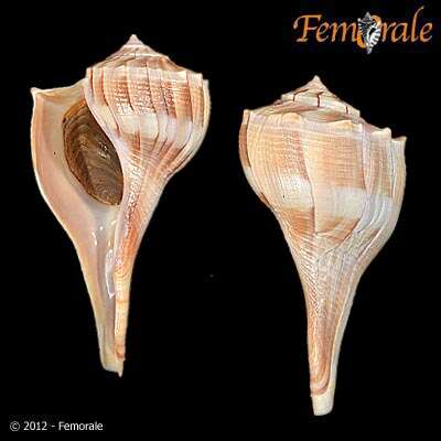 Image of Busycon perversum pulleyi (Hollister 1958)