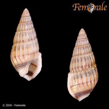 Image of Nassarius labiatus (A. Adams 1853)