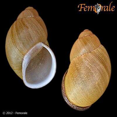 Image de Strophocheilidae