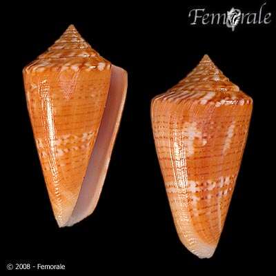 Image of Conus xanthocinctus Petuch 1986