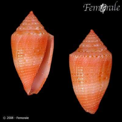 Image of Conasprella damasoi (Cossignani 2007)