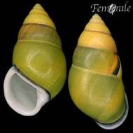 Image of Amphidromus dohrni (L. Pfeiffer 1863)