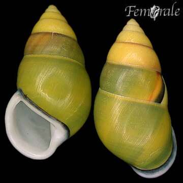 Image of Amphidromus dohrni (L. Pfeiffer 1863)