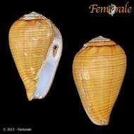 Image of Conus fuscolineatus G. B. Sowerby Iii 1905