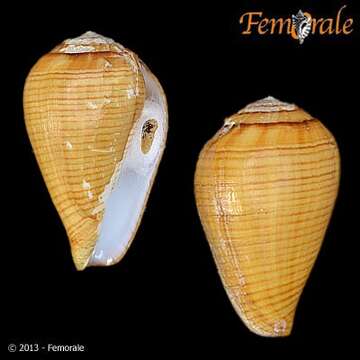 صورة Conus fuscolineatus G. B. Sowerby Iii 1905