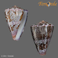 Image de Conus Linnaeus 1758