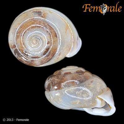 Image of hunter snails