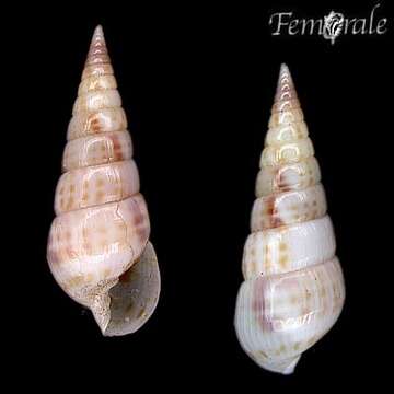 Sivun unclassified Gastropoda kuva