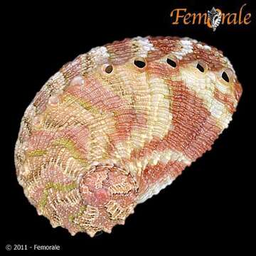 Image de Haliotoidea Rafinesque 1815