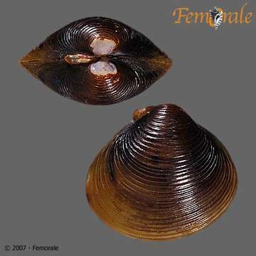 Image of Freshwater & brackish water clams