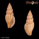 Plancia ëd Mangelia attenuata (Montagu 1803)