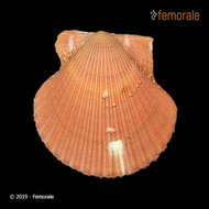 Image of Argopecten Monterosato 1889