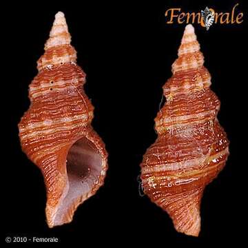 Image of Hesperaptyxis Snyder & Vermeij 2016