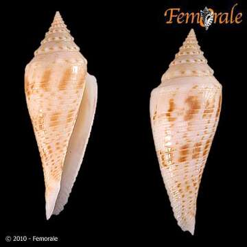 Image of Conasprella Thiele 1929