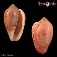 Image of Marginella Lamarck 1799