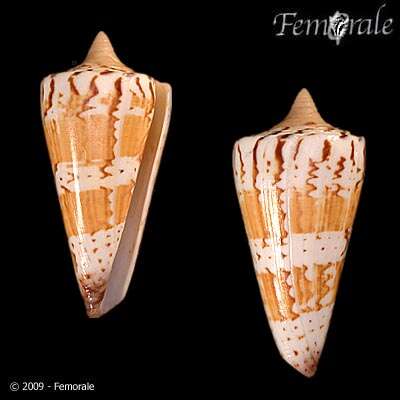 Image of Conus Linnaeus 1758