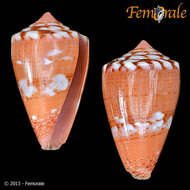 Image of Conus ziczac Megerle von Mühlfeld 1816