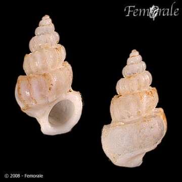 Image de unclassified Gastropoda