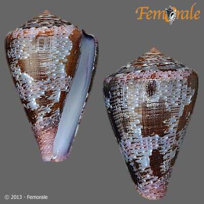 Image de Conus Linnaeus 1758