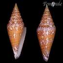 صورة Conus excelsus G. B. Sowerby Iii 1908