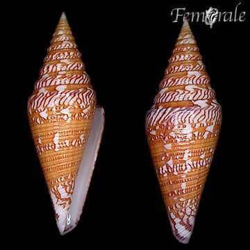 Imagem de Conus excelsus G. B. Sowerby Iii 1908