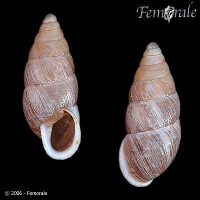 صورة Buliminidae