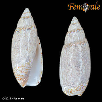 Image of Bellolividae Kantor, Fedosov, Puillandre, Bonillo & Bouchet 2017