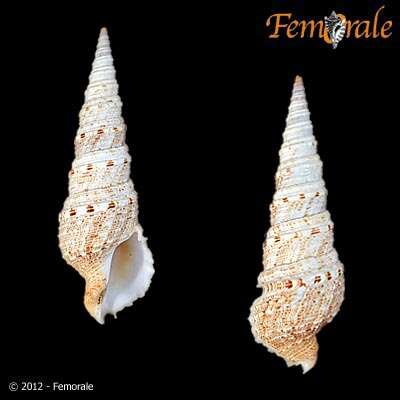 Image of Turridae H. Adams & A. Adams 1853