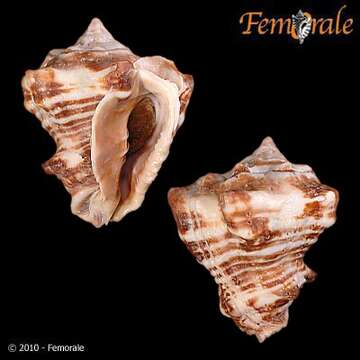 Image of Turbinellidae Swainson 1835