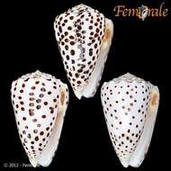 Image of cone snails