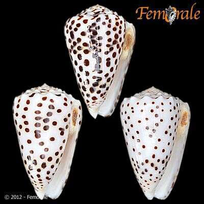 Image of cone snails