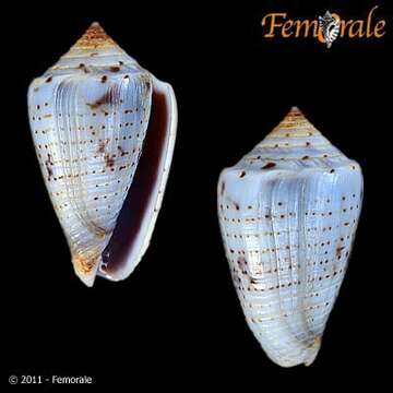 صورة Conasprella puncticulata (Hwass ex Bruguière 1792)