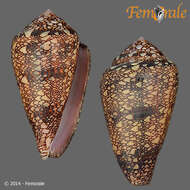 Image of Dall's cone