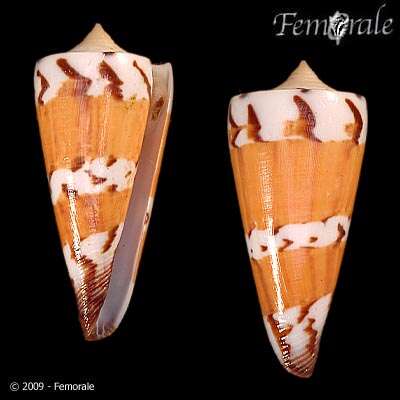 Image of Conus Linnaeus 1758