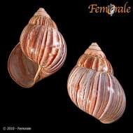 Image of <i>Achatina fulica</i> (Bowdich 1822)