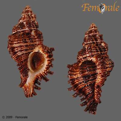 Image of Chicoreus Montfort 1810