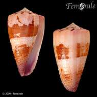 Image of cone snails