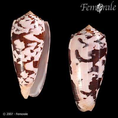 Image of cone snails