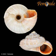 Image of Pomatiidae